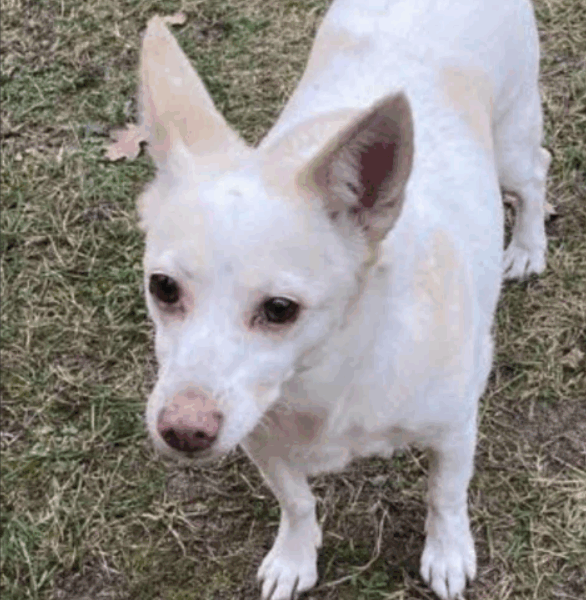 Zaginął piesek „Poppy”