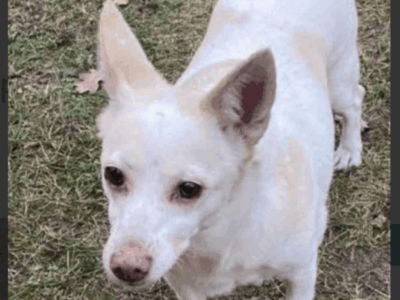 Zaginął piesek „Poppy”