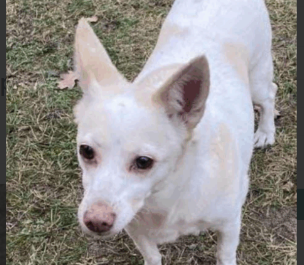 Zaginął piesek „Poppy”