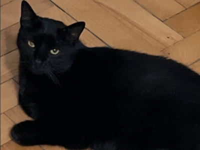 Zaginęła kotka Puma w Krakowie w Nowej Hucie