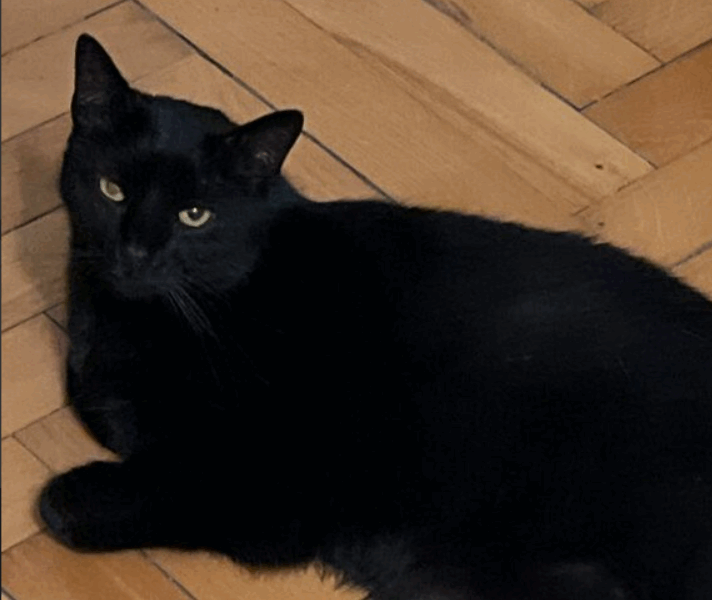 Zaginęła kotka Puma w Krakowie w Nowej Hucie