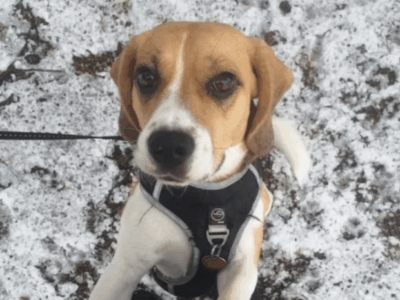 Zaginęła Sunia Beagle Cieksyn