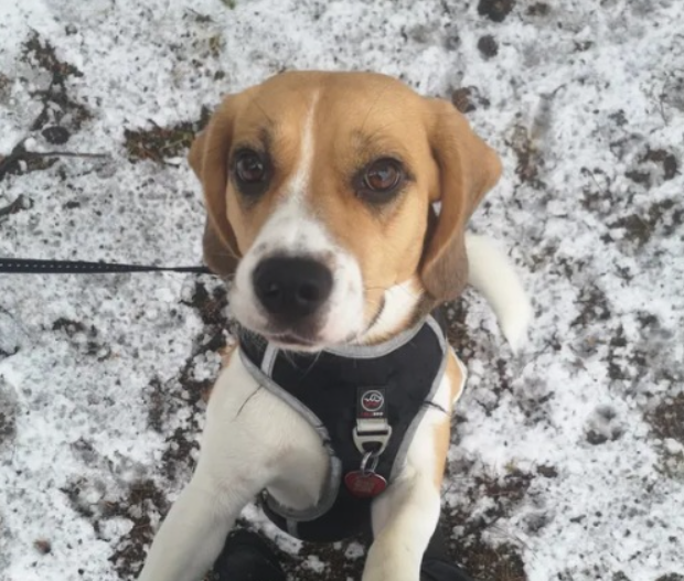 Zaginęła Sunia Beagle Cieksyn