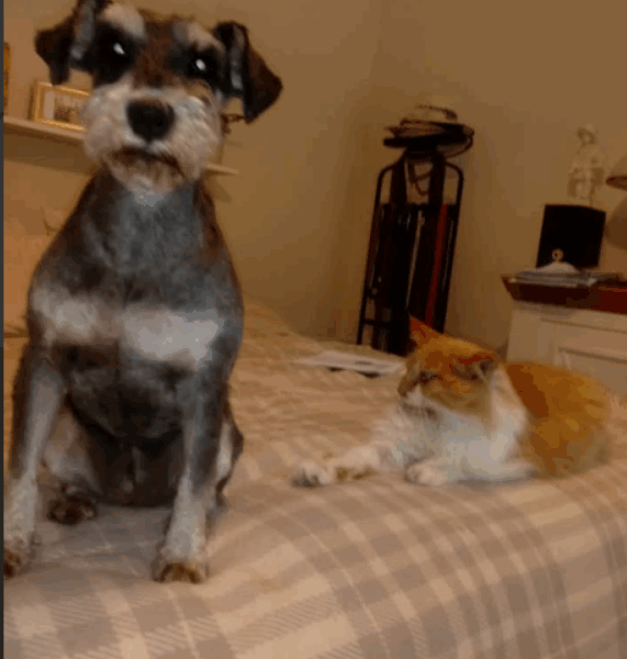 Zaginęła sunia Bruni !!