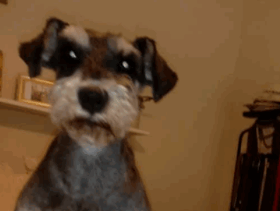 Zaginęła sunia Bruni !!