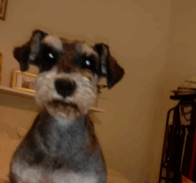 Zaginęła sunia Bruni !!