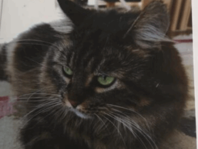 Zaginęła kotka Annabella