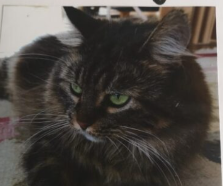Zaginęła kotka Annabella