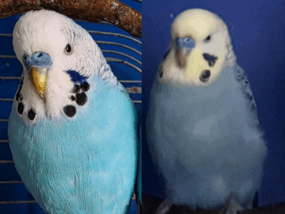 Uciekły oswojone Papużki Faliste