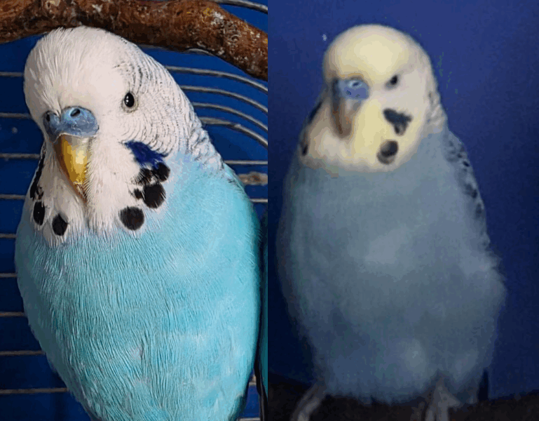 Uciekły oswojone Papużki Faliste