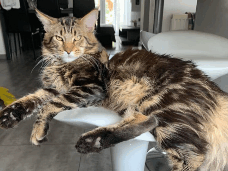 Zaginął Maine Coon Szymek