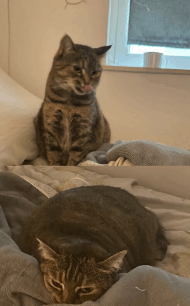 Zaginęła kotka Asia