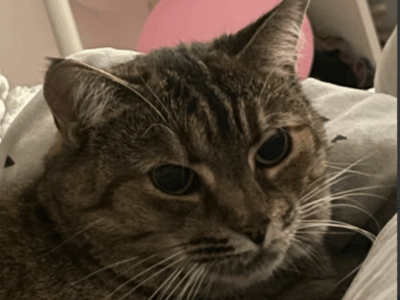 Zaginęła kotka Asia