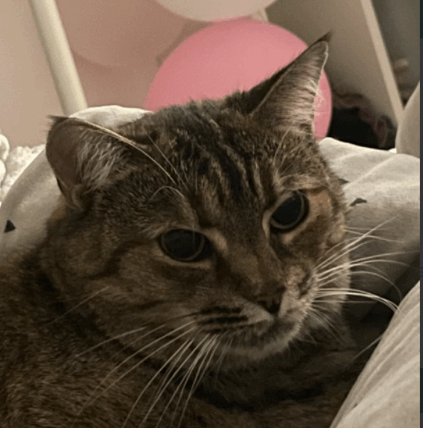 Zaginęła kotka Asia