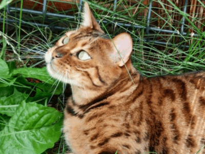 Zaginął nasz ukochany Kocurek