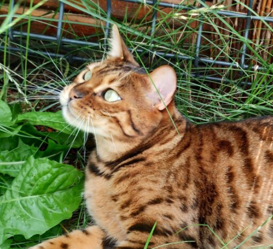 Zaginął nasz ukochany Kocurek