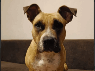 Zaginęła sunia Tequila