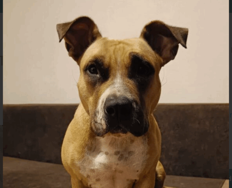 Zaginęła sunia Tequila