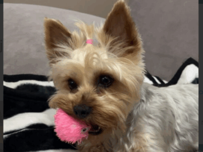 Zaginął York Kejti !!!