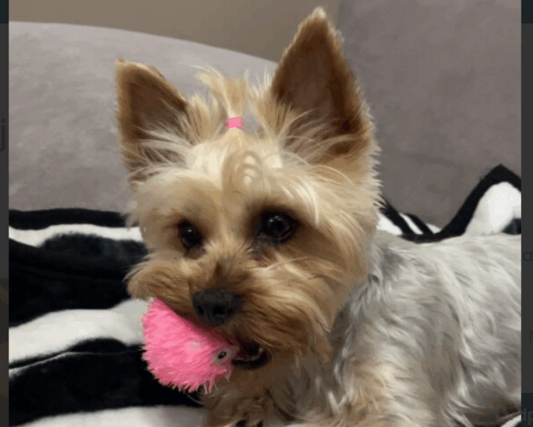 Zaginął York Kejti !!!