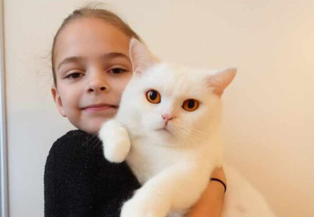 Zaginęła Kotka Brytyjska Biała