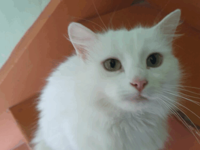 Zaginęła Biała kotka
