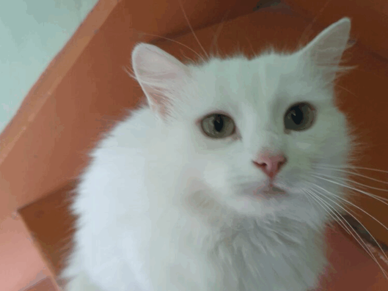 Zaginęła Biała kotka