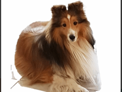 ZAGINĄŁ OWCZAREK SZETLANDZKI IGO!