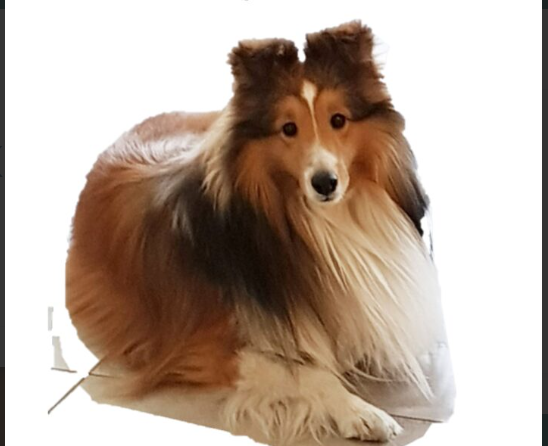 ZAGINĄŁ OWCZAREK SZETLANDZKI IGO!