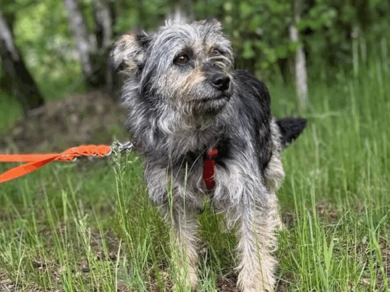 Zaginęła sunia Bajka