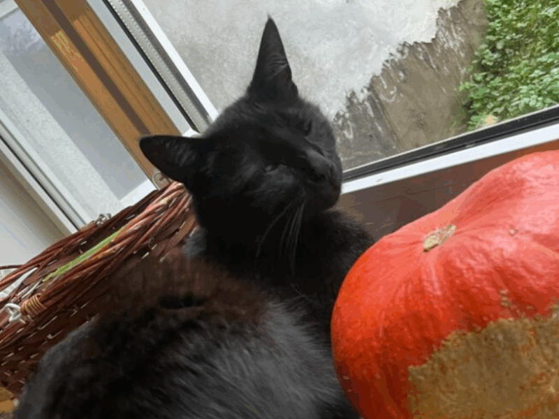 Zaginął czarny kocurek