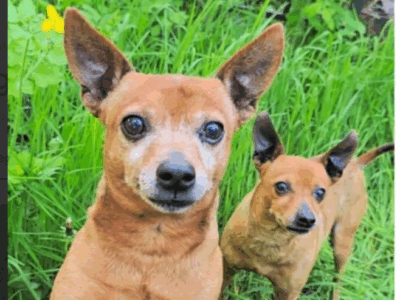 Zaginęły dwa pieski rasy Pinczer