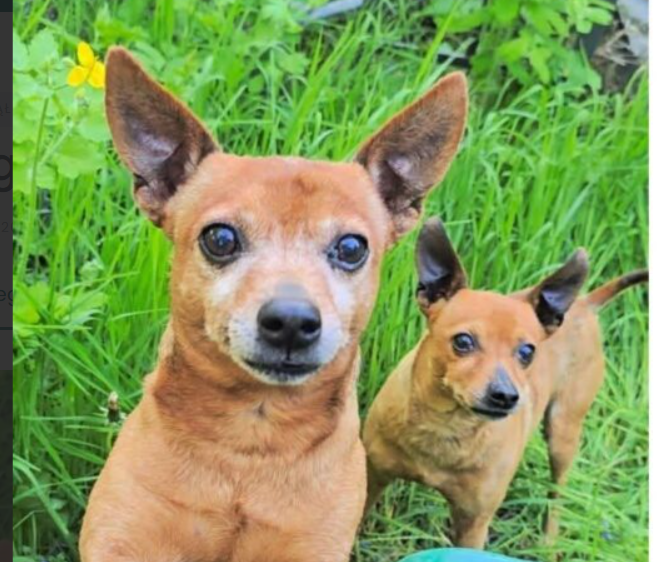 Zaginęły dwa pieski rasy Pinczer