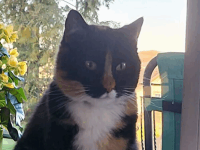 Zaginęła kotka Molly