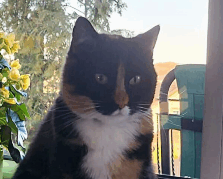 Zaginęła kotka Molly