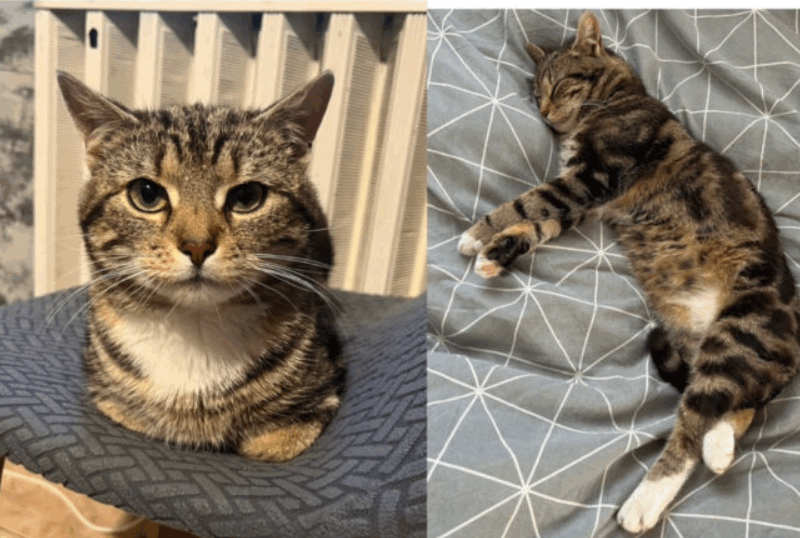 Zginął kotek ze złamaną łapką