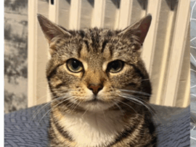 Zginął kotek ze złamaną łapką