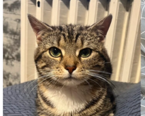 Zginął kotek ze złamaną łapką