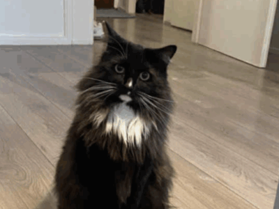 Zaginął kotek Marek