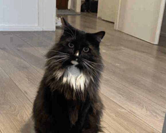 Zaginął kotek Marek