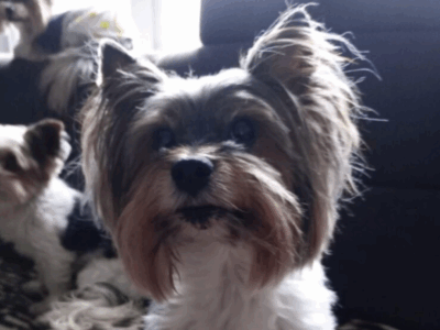 Zaginęła sunia Suzanne