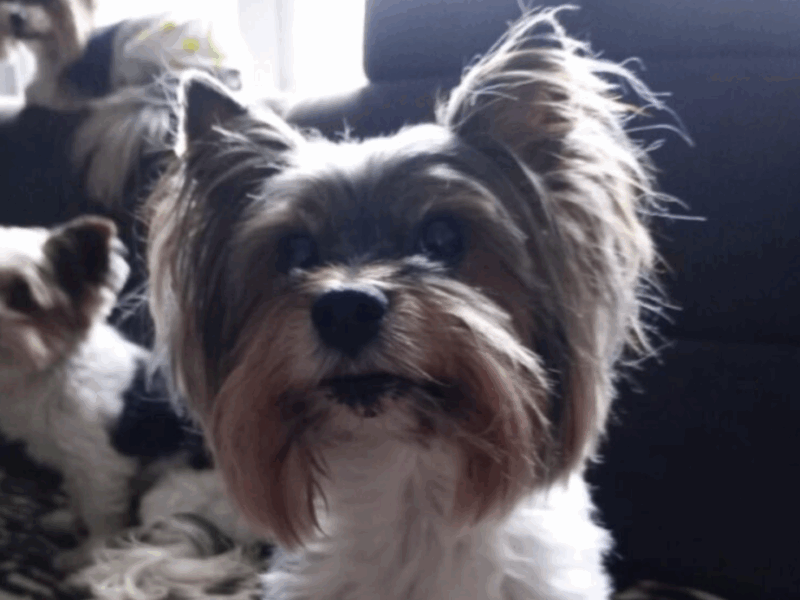 Zaginęła sunia Suzanne