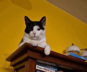 Zaginął kot Boluś