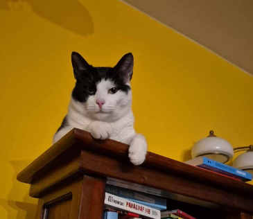 Zaginął kot Boluś