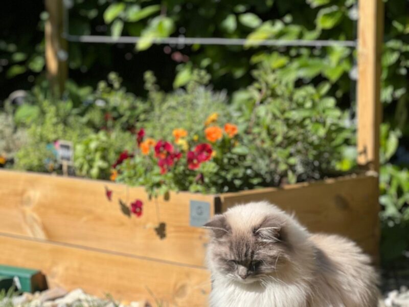 Zaginął kot rasy Ragdoll Ursynów