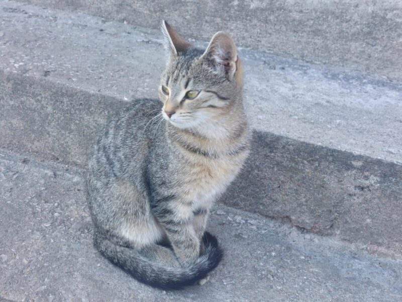 Zaginął kotek Puszek