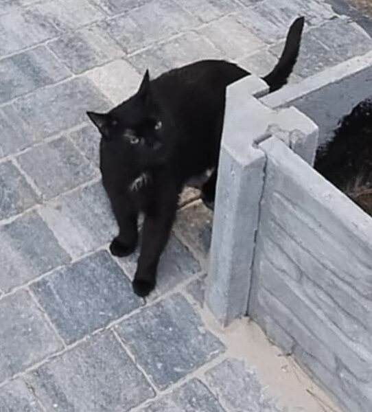 Zaginęła kotka Lusi