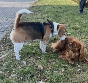 Zaginął piesek rasy Beagle