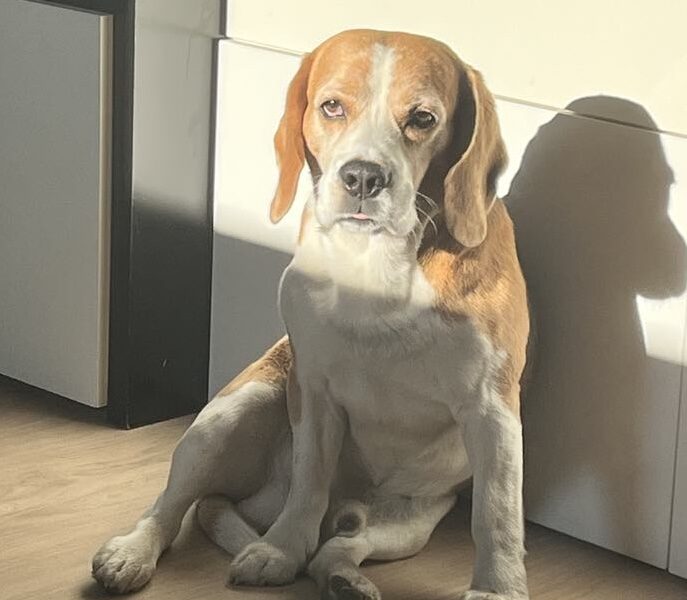 Zaginął piesek rasy Beagle