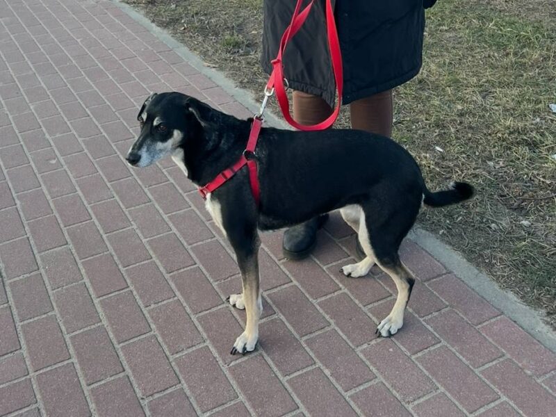 Sunia Szprotka poszukiwana !